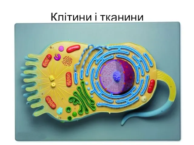 Клітини і тканини