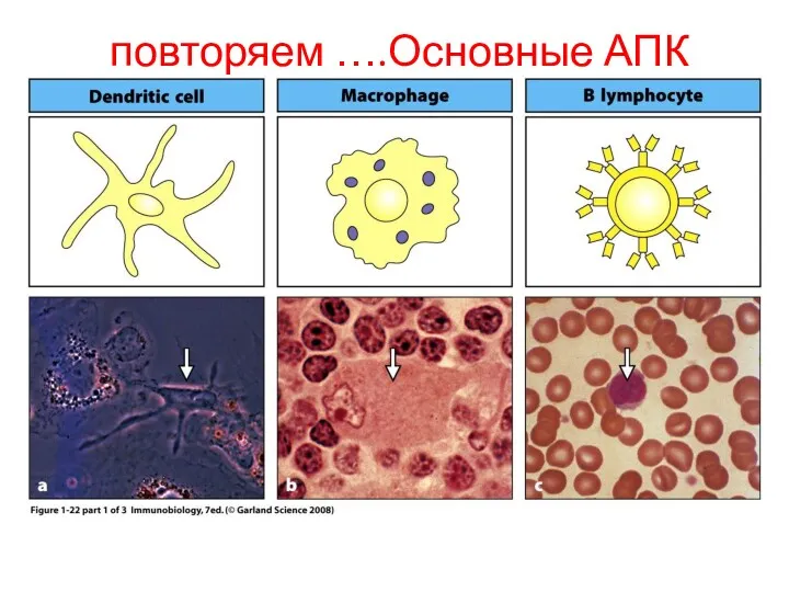 повторяем ….Основные АПК