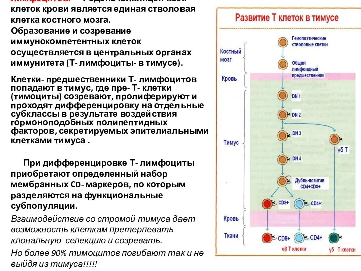 Происхождение и созревание Т- лимфоцитов. Родоначальницей всех клеток крови является