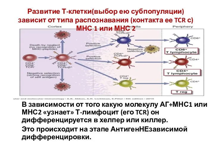 В зависимости от того какую молекулу АГ+МНС1 или МНС2 «узнает»