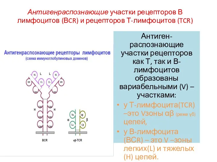 Антигенраспознающие участки рецепторов В лимфоцитов (ВCR) и рецепторов Т-лимфоцитов (TCR)