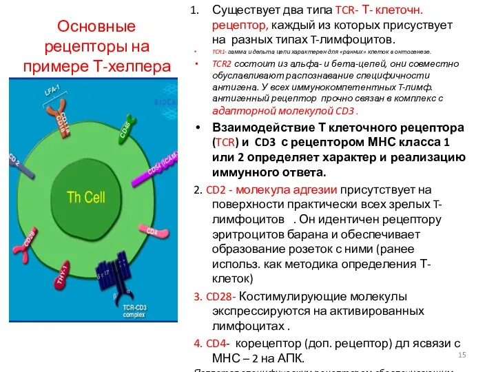 Основные рецепторы на примере Т-хелпера Существует два типа TCR- Т-