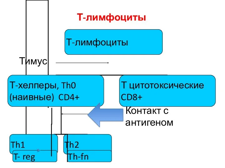 Т-лимфоциты Тимус Контакт с антигеном Th-fn T- reg