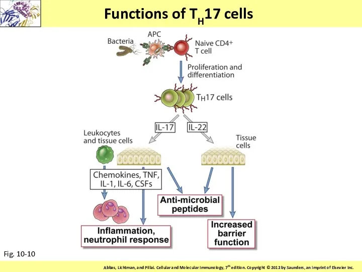 Functions of TH17 cells Fig. 10-10