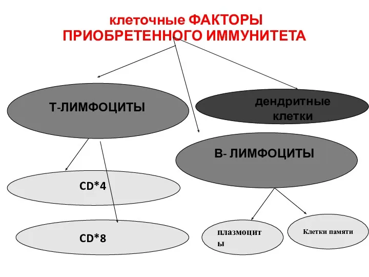 клеточные ФАКТОРЫ ПРИОБРЕТЕННОГО ИММУНИТЕТА Т-ЛИМФОЦИТЫ В- ЛИМФОЦИТЫ CD*4 CD*8 дендритные клетки плазмоциты Клетки памяти