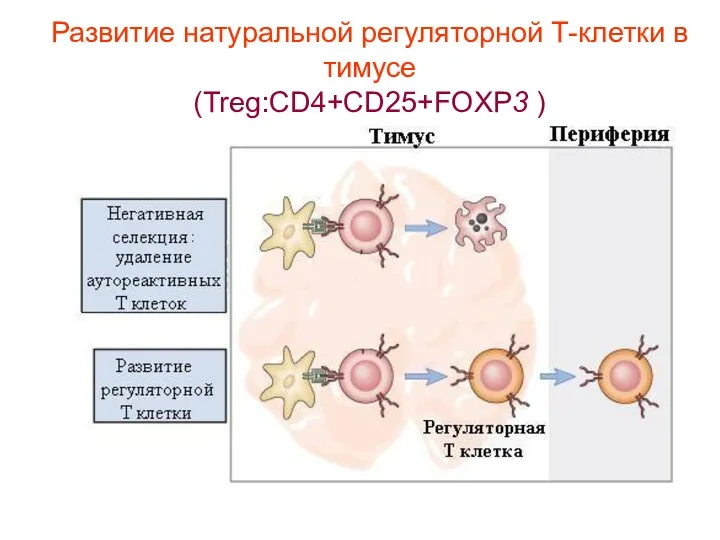 Развитие натуральной регуляторной Т-клетки в тимусе (Treg:CD4+CD25+FOXP3 )