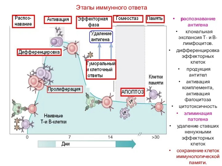 Этапы иммунного ответа распознавание антигена клональная экспансия Т- и В-лимфоцитов.