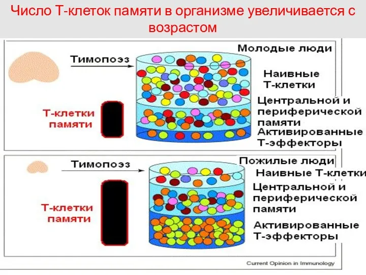 Число Т-клеток памяти в организме увеличивается с возрастом