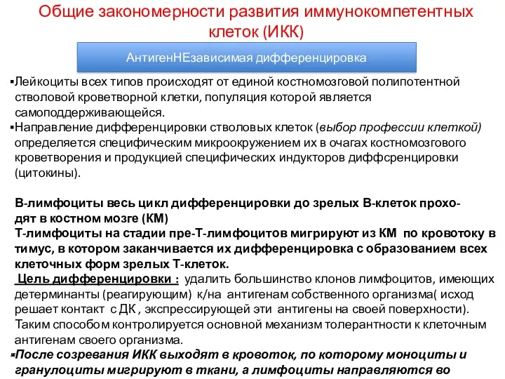 Лейкоциты всех типов происходят от единой костномозговой полипотентной стволовой кроветворной