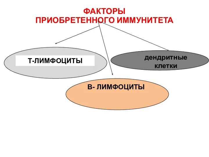 ФАКТОРЫ ПРИОБРЕТЕННОГО ИММУНИТЕТА Т-ЛИМФОЦИТЫ В- ЛИМФОЦИТЫ дендритные клетки