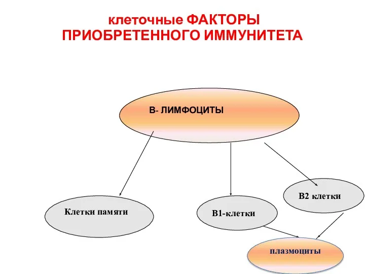 клеточные ФАКТОРЫ ПРИОБРЕТЕННОГО ИММУНИТЕТА В- ЛИМФОЦИТЫ В1-клетки В2 клетки плазмоциты Клетки памяти