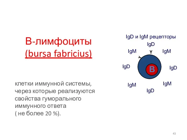 В-лимфоциты (bursa fabricius) Y Y клетки иммунной системы, через которые