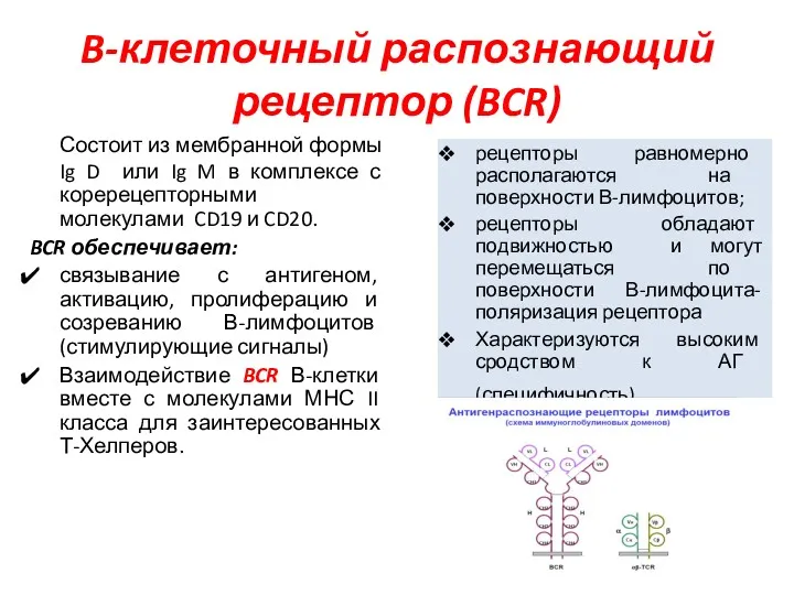 B-клеточный распознающий рецептор (BCR) Состоит из мембранной формы Ig D