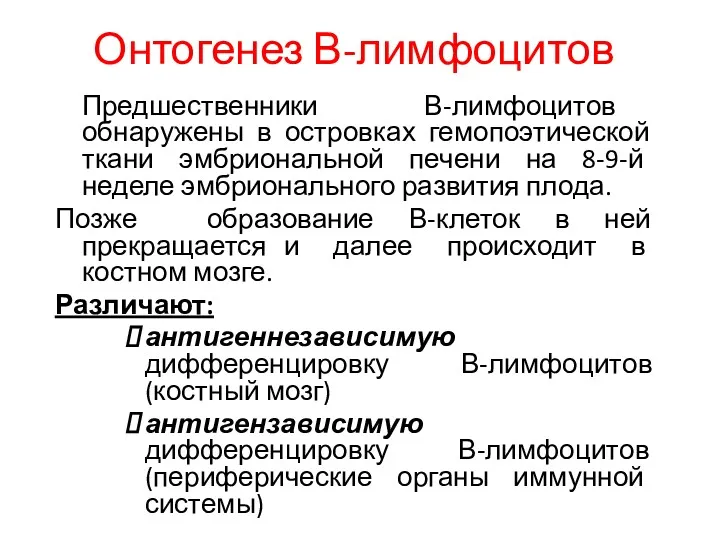 Онтогенез В-лимфоцитов Предшественники В-лимфоцитов обнаружены в островках гемопоэтической ткани эмбриональной