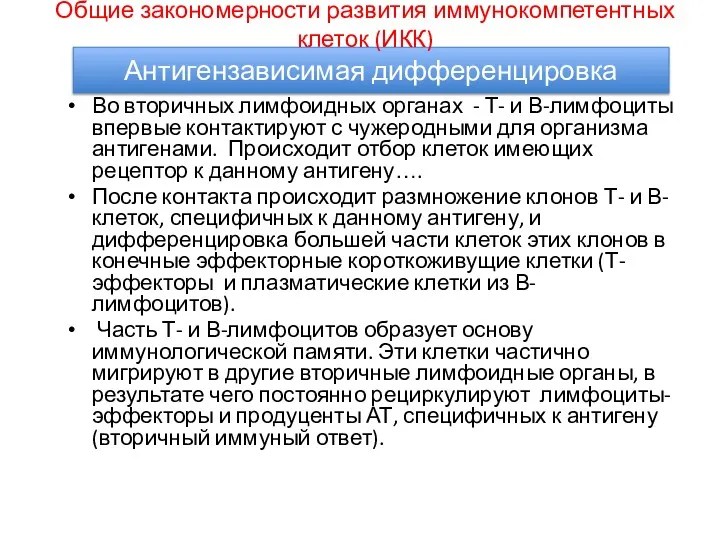 Во вторичных лимфоидных органах - Т- и В-лимфоциты впервые контактируют