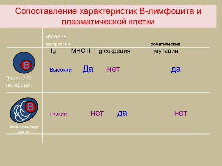 Сопоставление характеристик В-лимфоцита и плазматической клетки уровень экспрессии соматические Ig