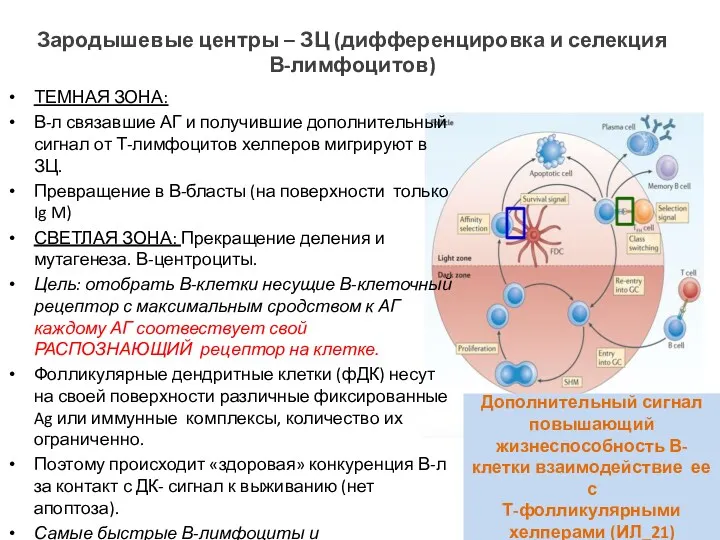 Зародышевые центры – ЗЦ (дифференцировка и селекция В-лимфоцитов) ТЕМНАЯ ЗОНА: