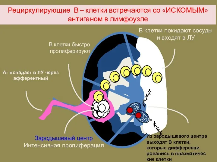 Рециркулирующие В – клетки встречаются со «ИСКОМЫМ» антигеном в лимфоузле