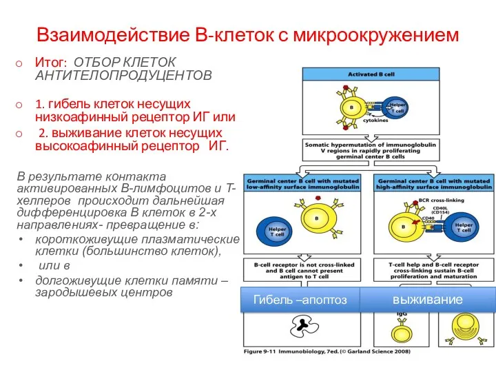 Взаимодействие В-клеток с микроокружением Итог: ОТБОР КЛЕТОК АНТИТЕЛОПРОДУЦЕНТОВ 1. гибель