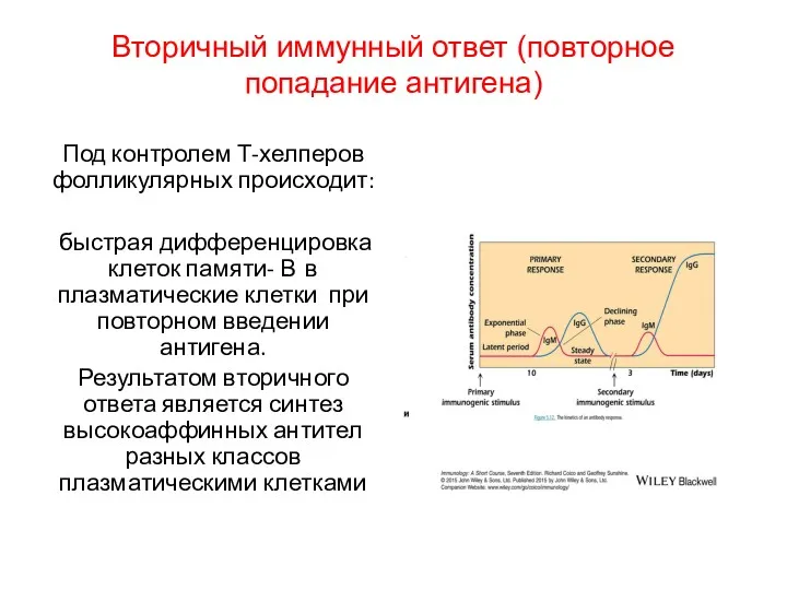 Вторичный иммунный ответ (повторное попадание антигена) Под контролем Т-хелперов фолликулярных