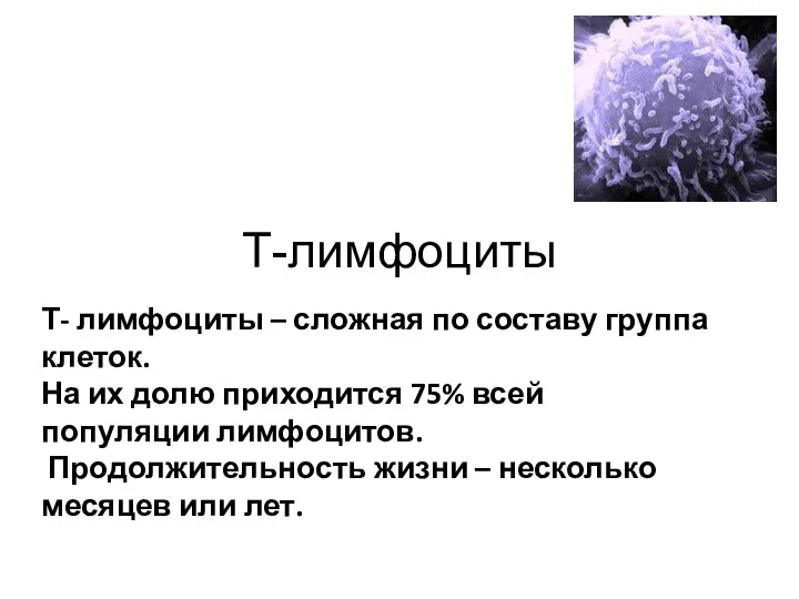 Т-лимфоциты Т- лимфоциты – сложная по составу группа клеток. На