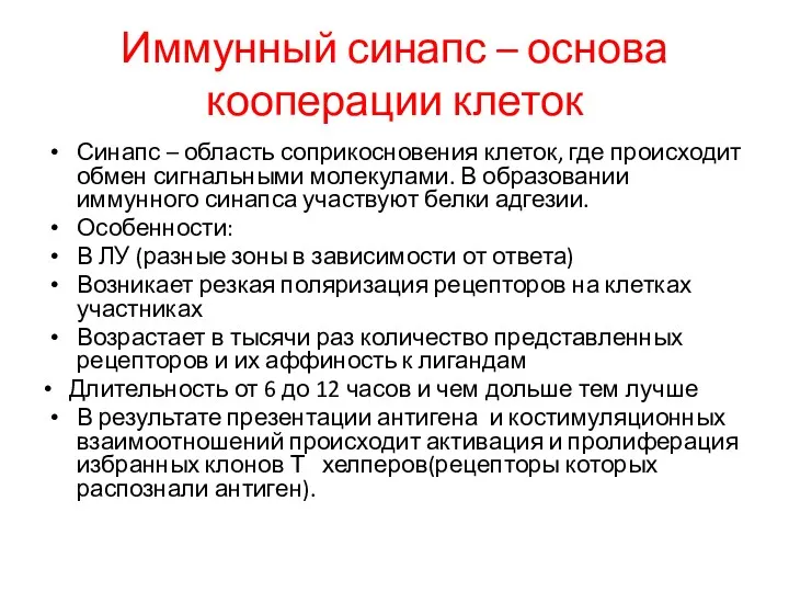 Иммунный синапс – основа кооперации клеток Синапс – область соприкосновения