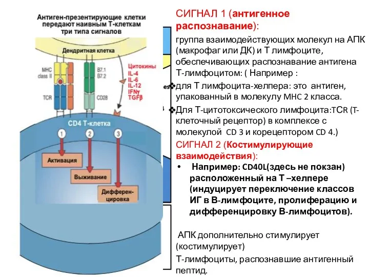 СИГНАЛ 1 (антигенное распознавание): группа взаимодействующих молекул на АПК (макрофаг