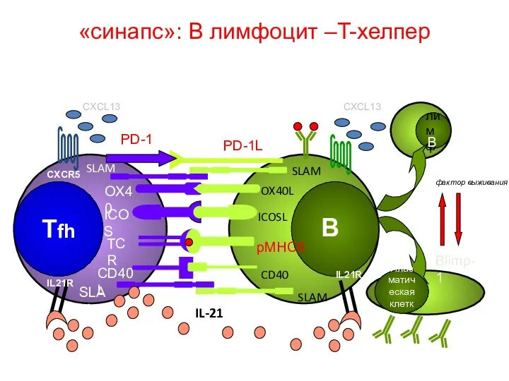 «синапс»: В лимфоцит –T-хелпер IL21R IL-21 IL21R CXCR5 CXCL13 CXCL13 PD-1 PD-1L