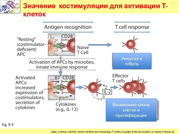 Значение костимуляции для активации Т-клеток Fig. 9-3 Анергия и гибель Выживание клона клеток и пролиферация