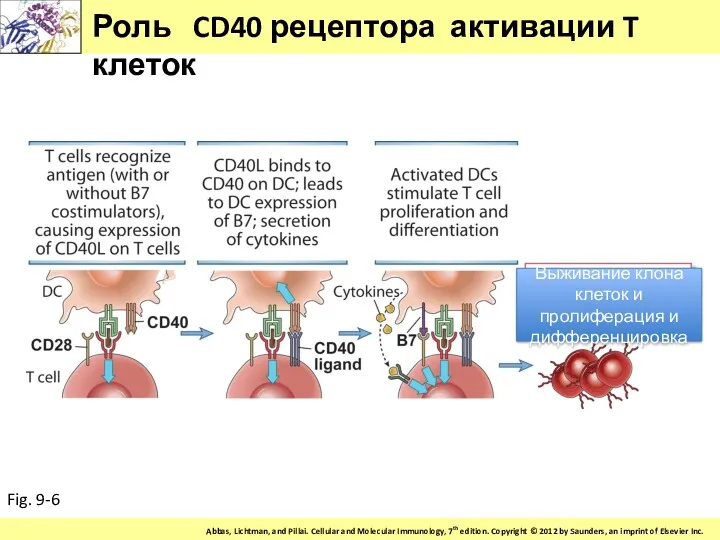 Роль CD40 рецептора активации T клеток Fig. 9-6 Выживание клона клеток и пролиферация и дифференцировка