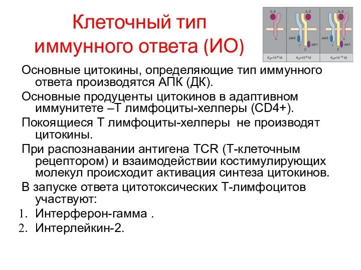 Клеточный тип иммунного ответа (ИО) Основные цитокины, определяющие тип иммунного