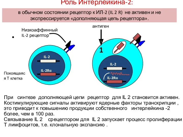 экспрессия β и γ цепей IL-2 рецептора, но не α