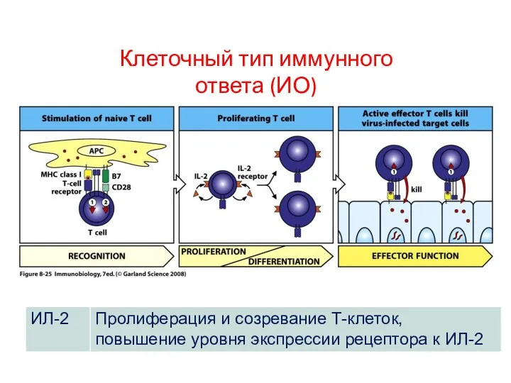 Клеточный тип иммунного ответа (ИО)