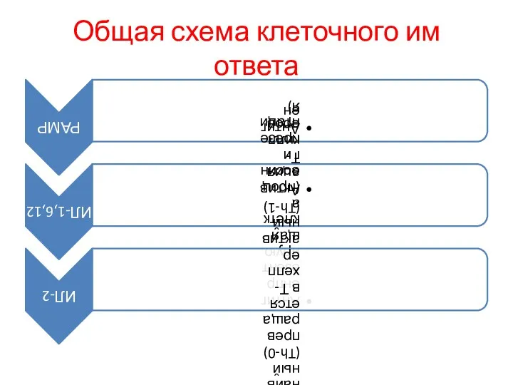 Общая схема клеточного им ответа