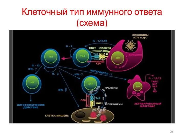 Клеточный тип иммунного ответа(схема)