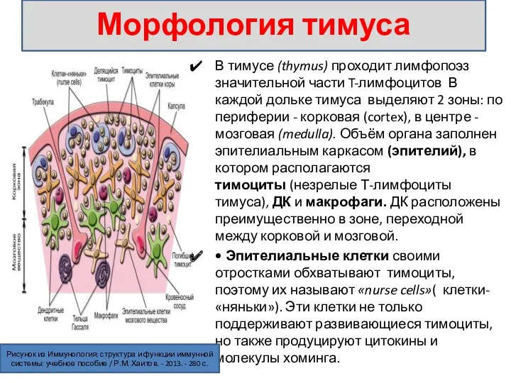 В тимусе (thymus) проходит лимфопоэз значительной части T-лимфоцитов В каждой