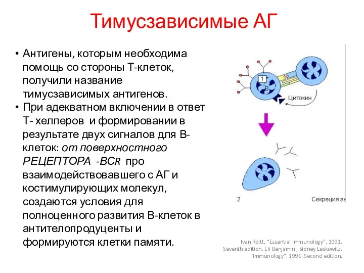 Тимусзависимые АГ Антигены, которым необходима помощь со стороны Т-клеток, получили