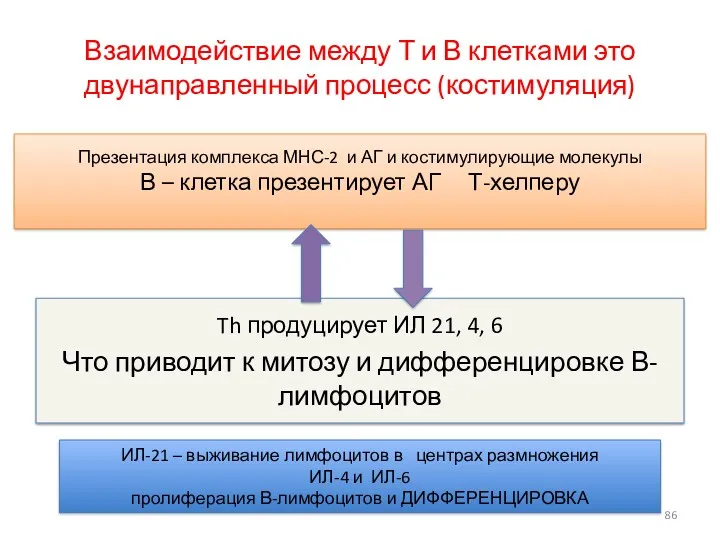 Взаимодействие между Т и В клетками это двунаправленный процесс (костимуляция)