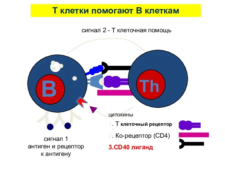 T клетки помогают B клеткам сигнал 1 антиген и рецептор