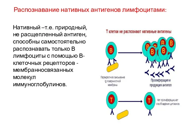 Распознавание нативных антигенов лимфоцитами: Нативный –т.е. природный, не расщепленный антиген,