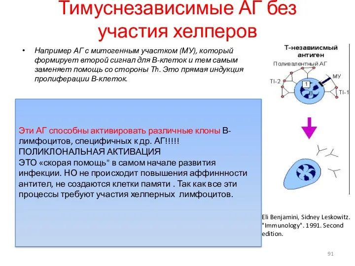 Тимуснезависимые АГ без участия хелперов Например АГ с митогенным участком