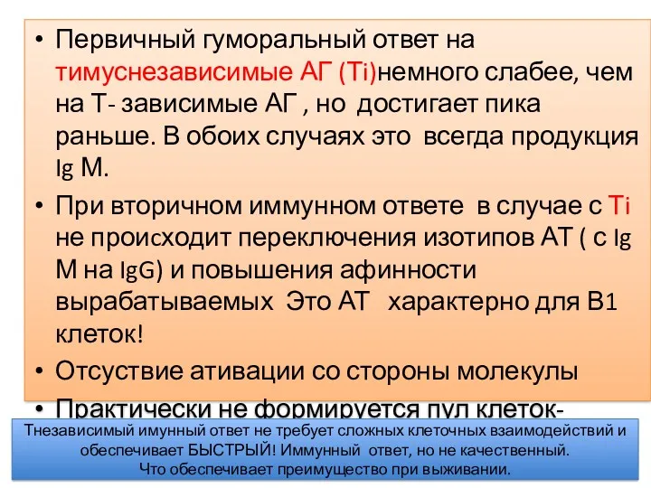 Первичный гуморальный ответ на тимуснезависимые АГ (Тi)немного слабее, чем на