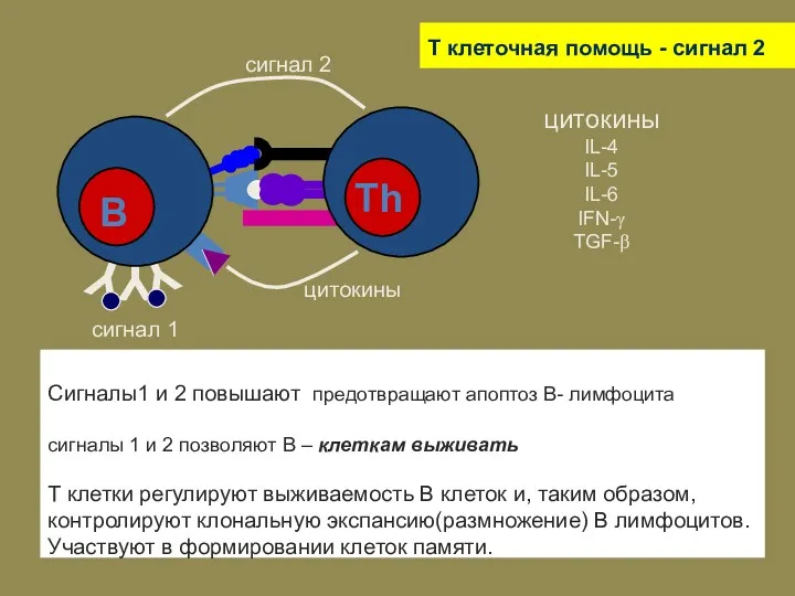 T клеточная помощь - сигнал 2 Сигналы1 и 2 повышают