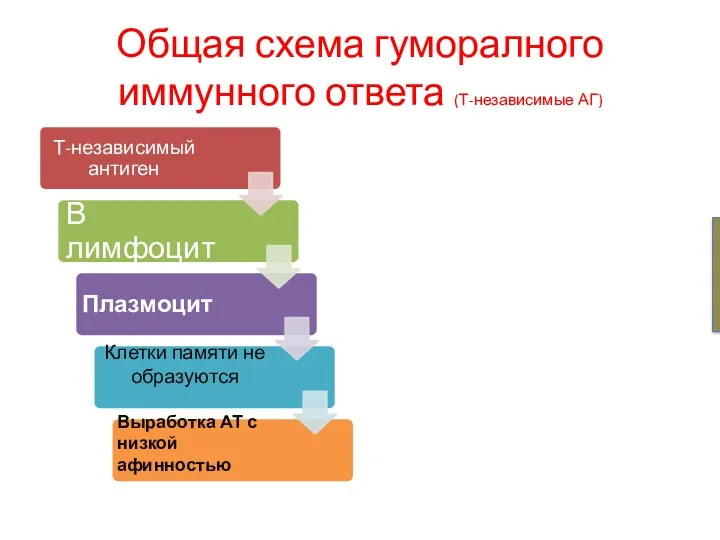 Общая схема гуморалного иммунного ответа (Т-независимые АГ)