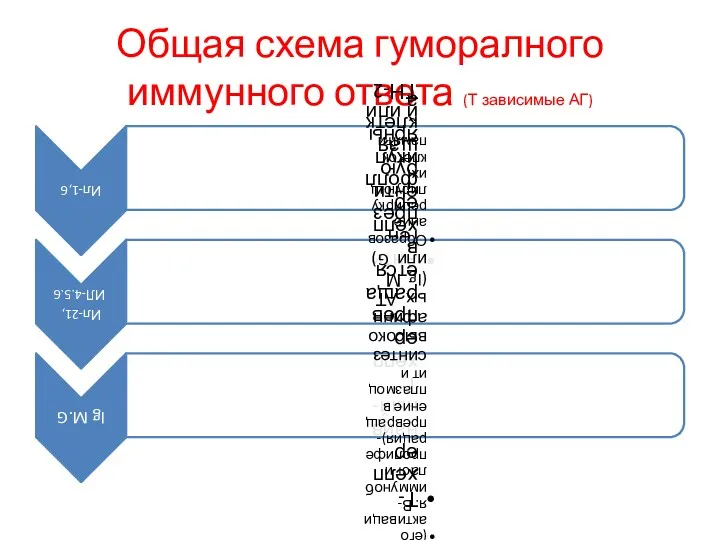 Общая схема гуморалного иммунного ответа (Т зависимые АГ)