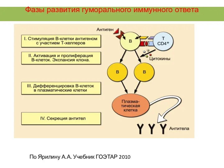 Фазы развития гуморального иммунного ответа По Ярилину А.А. Учебник ГОЭТАР 2010