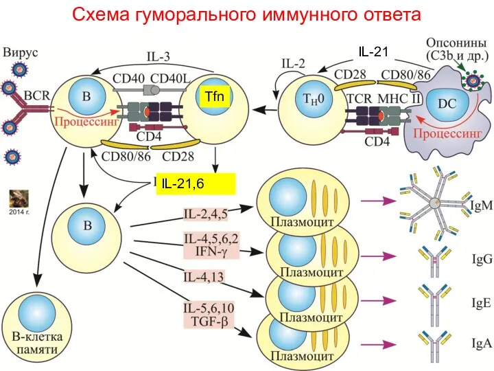 Схема гуморального иммунного ответа Tfn IL-21,6 IL-21
