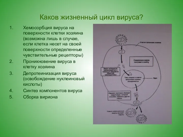 Каков жизненный цикл вируса? Хемосорбция вируса на поверхности клетки хозяина