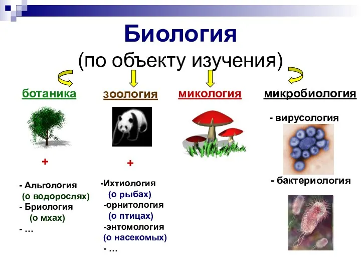 Биология (по объекту изучения) ботаника зоология микология микробиология - вирусология