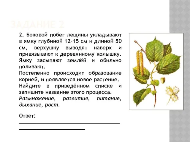 ЗАДАНИЕ 2 2. Боковой побег лещины укладывают в ямку глубиной